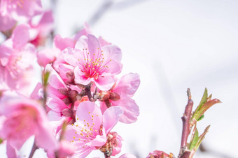 美丽的优雅的苍白的光粉红色的桃子开花花树分支公共公园花园春天日本模糊背景