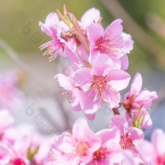 美丽的优雅的苍白的光粉红色的桃子开花花树分支公共公园花园春天日本模糊背景