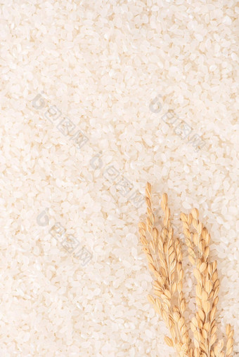 生白色抛光磨碎的可食用的大米作物白色背景棕色（的）碗有机农业设计概念主食食物亚洲关闭