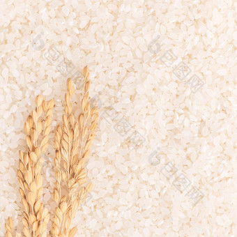生白色抛光磨碎的可食用的大米作物白色背景棕色（的）碗有机农业设计概念主食食物亚洲关闭