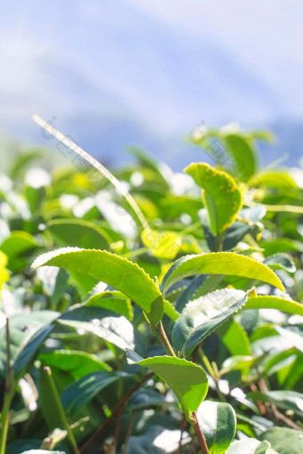 美丽的绿色<strong>茶</strong>作物花园行场景蓝色的天空云设计概念新鲜的<strong>茶</strong>产品背景复制空间