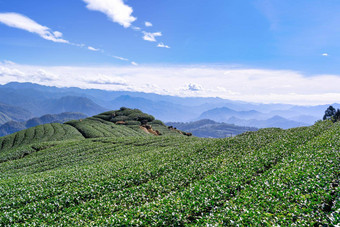 美丽的<strong>茶</strong>花园行场景孤立的蓝色的天空云设计概念<strong>茶</strong>产品背景复制空间空中视图