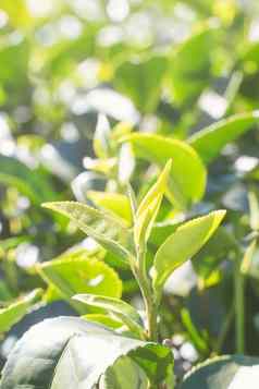 美丽的绿色茶作物叶早....太阳耀斑阳光新鲜的发芽树植物设计概念关闭宏