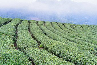 美丽的绿色<strong>茶</strong>作物花园行场景蓝色的天空云设计概念新鲜的<strong>茶</strong>产品背景复制空间