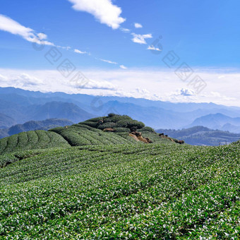 美丽的茶花园行场景孤立的蓝色的天空云设计概念茶产品背景复制空间空中视图