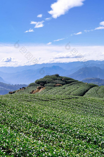 美丽的绿色<strong>茶</strong>作物花园行场景蓝色的天空云设计概念新鲜的<strong>茶</strong>产品背景复制空间