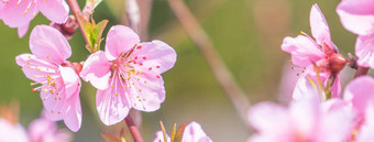 美丽的优雅的苍白的光粉红色的<strong>桃子开花</strong>花树分支公共公园花园春天日本模糊背景