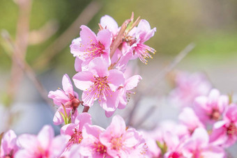 美丽的优雅的苍白的光粉红色的<strong>桃子开花</strong>花树分支公共公园花园春天日本模糊背景