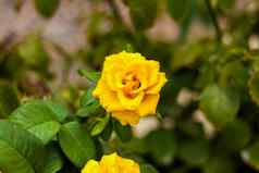 美丽的黄色的玫瑰花园玫瑰情人节一天生日