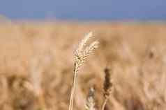 农业场成熟的耳朵小麦阳光明媚的一天概念丰富的收获