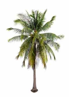 椰子树孤立的白色