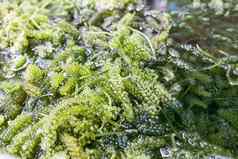 关闭苔藓植物绿色藻类caulerpa扁豆
