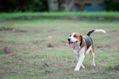 可爱的小狗小猎犬号运行玩粉红色的球草坪上