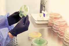 研究员工作佩特里菜细菌细菌实验室概念制药发展抗生素固化疾病