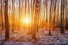 日落日出桦木格罗夫冬天雪行桦木树干太阳的射线