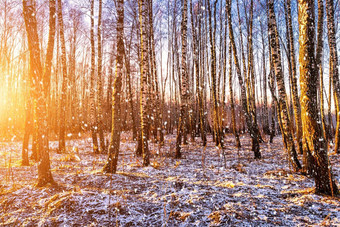 日落日出桦木格罗夫下降雪行桦木树干太阳的射线降雪