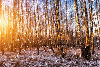 日落日出桦木格罗夫下降雪行桦木树干太阳的射线降雪
