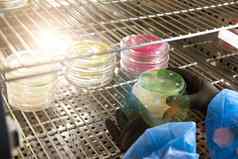 研究员工作佩特里菜细菌细菌实验室概念制药发展抗生素固化疾病
