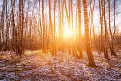 日落日出桦木格罗夫冬天雪行桦木树干太阳的射线
