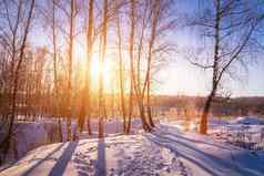 日落日出桦木格罗夫冬天雪行桦木树干太阳的射线