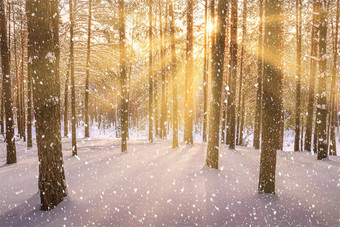 日落冬天松森林下降雪行松树干太阳的射线通过降雪