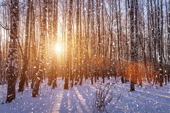 日落日出桦木格罗夫下降雪行桦木树干太阳的射线降雪