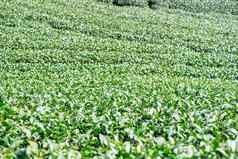 美丽的绿色茶作物花园行场景蓝色的天空云设计概念新鲜的茶产品背景复制空间