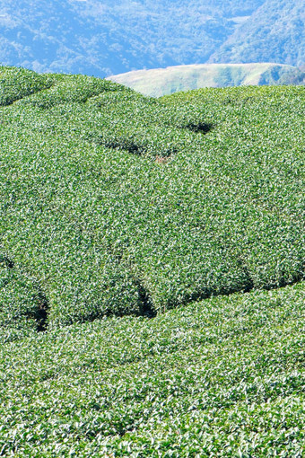 美丽的绿色茶作物花园行场景蓝色的天空云设计概念新鲜的茶产品背景复制空间