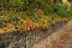 秋天森林公园街照明灯笼框架美丽的花序秋天艾薇花园野生葡萄