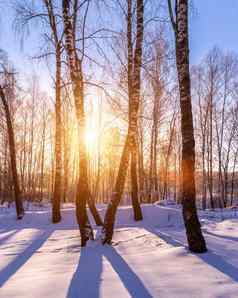 日落日出桦木格罗夫冬天雪行桦木树干太阳的射线