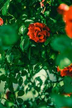 盛开的玫瑰美丽的花花园花背景