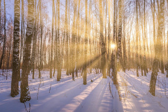 日落日出桦木格罗夫<strong>冬天</strong>雪行桦木树干太阳的射线