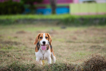 关闭可爱的年轻的小猎犬<strong>号</strong>玩场