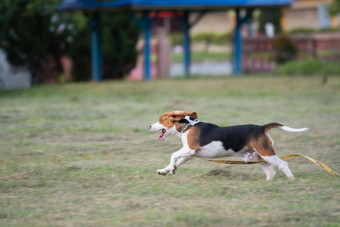 关闭可爱的年轻的小猎犬<strong>号</strong>运行场