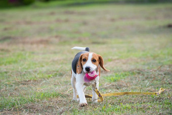 关闭可爱的年轻的小猎犬<strong>号</strong>玩场