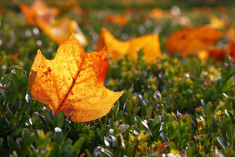 橙色秋天郁金香树叶地面