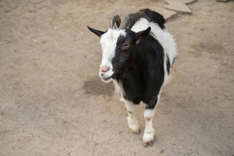 黑色的白色山羊相机访客动物园公园乞讨加沙动物等待吃的