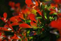 关闭红色的秋天小檗属植物叶子回来光