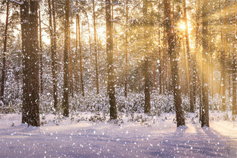 日落冬天松森林下降雪行松树干太阳的射线通过降雪