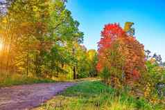 小巷秋天公园季节秋天9月10月11月季节黄色的叶子美丽的公园早....光自然