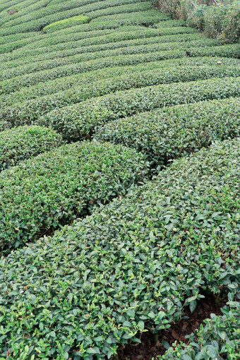 美丽的绿色茶作物花园行场景蓝色的天空云设计概念新鲜的茶产品背景复制空间