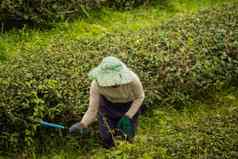 工人女人挑选绿色茶叶茶农场