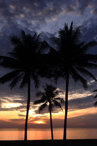 集图片日出椰子树