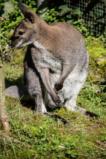 矮袋鼠<strong>下蹲</strong>