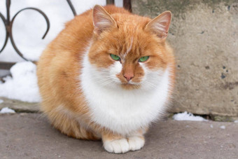 关闭小红色的毛茸茸的猫坐着冬天下了雪院子里