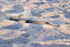 危险的有毒的两栖动物蛇毒蛇viperarenardi海海滩金沙
