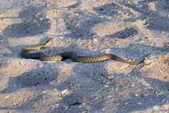 危险的有毒的蛇毒蛇viperarenardi黑色的海海滩金沙