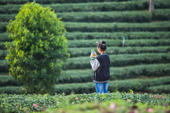 亚洲女孩照片茶农场