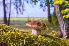 口袋蘑菇日益增长的秋天森林牛肝菌属