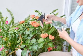花园工作保护疾病昆虫喷涂保护措施